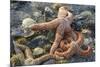 USA, Alaska. Sea stars and sea urchins on the beach at low tide.-Margaret Gaines-Mounted Photographic Print