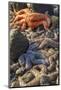 USA, Alaska. Sea stars on the beach at low tide.-Margaret Gaines-Mounted Photographic Print