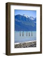 USA, Alaska, Seward, boat harbor. Old piling with cormorants.-Savanah Stewart-Framed Photographic Print