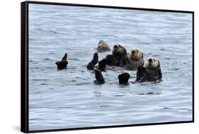 USA, Alaska, Seward, otter rafts-Savanah Stewart-Framed Stretched Canvas