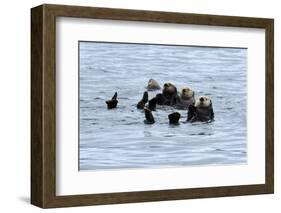 USA, Alaska, Seward, otter rafts-Savanah Stewart-Framed Photographic Print