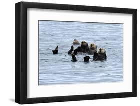 USA, Alaska, Seward, otter rafts-Savanah Stewart-Framed Photographic Print