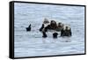 USA, Alaska, Seward, otter rafts-Savanah Stewart-Framed Stretched Canvas