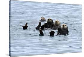 USA, Alaska, Seward, otter rafts-Savanah Stewart-Stretched Canvas