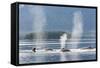 USA, Alaska, Seymour Canal. Blowing and diving humpback whales.-Don Paulson-Framed Stretched Canvas