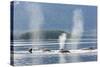 USA, Alaska, Seymour Canal. Blowing and diving humpback whales.-Don Paulson-Stretched Canvas