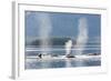 USA, Alaska, Seymour Canal. Blowing and diving humpback whales.-Don Paulson-Framed Photographic Print