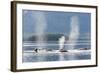 USA, Alaska, Seymour Canal. Blowing and diving humpback whales.-Don Paulson-Framed Photographic Print