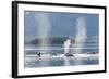 USA, Alaska, Seymour Canal. Blowing and diving humpback whales.-Don Paulson-Framed Photographic Print