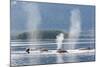 USA, Alaska, Seymour Canal. Blowing and diving humpback whales.-Don Paulson-Mounted Photographic Print