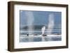 USA, Alaska, Seymour Canal. Blowing and diving humpback whales.-Don Paulson-Framed Photographic Print