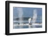 USA, Alaska, Seymour Canal. Blowing and diving humpback whales.-Don Paulson-Framed Photographic Print