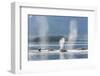 USA, Alaska, Seymour Canal. Blowing and diving humpback whales.-Don Paulson-Framed Photographic Print