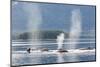 USA, Alaska, Seymour Canal. Blowing and diving humpback whales.-Don Paulson-Mounted Photographic Print