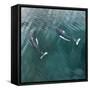 USA, Alaska, Seymour Canal. Dall's porpoises swimming.-Don Paulson-Framed Stretched Canvas