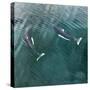 USA, Alaska, Seymour Canal. Dall's porpoises swimming.-Don Paulson-Stretched Canvas