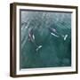 USA, Alaska, Seymour Canal. Dall's porpoises swimming.-Don Paulson-Framed Photographic Print