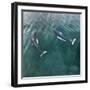 USA, Alaska, Seymour Canal. Dall's porpoises swimming.-Don Paulson-Framed Photographic Print