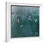 USA, Alaska, Seymour Canal. Dall's porpoises swimming.-Don Paulson-Framed Photographic Print