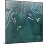 USA, Alaska, Seymour Canal. Dall's porpoises swimming.-Don Paulson-Mounted Photographic Print