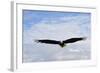 USA, Alaska, Southeast, Ketchikan, Bald Eagle-Savanah Stewart-Framed Photographic Print