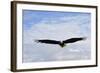 USA, Alaska, Southeast, Ketchikan, Bald Eagle-Savanah Stewart-Framed Photographic Print