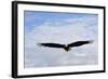 USA, Alaska, Southeast, Ketchikan, Bald Eagle-Savanah Stewart-Framed Photographic Print