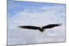 USA, Alaska, Southeast, Ketchikan, Bald Eagle-Savanah Stewart-Mounted Photographic Print