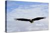 USA, Alaska, Southeast, Ketchikan, Bald Eagle-Savanah Stewart-Stretched Canvas