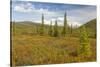 USA, Alaska, Steese Highway. Subalpine tundra landscape.-Jaynes Gallery-Stretched Canvas