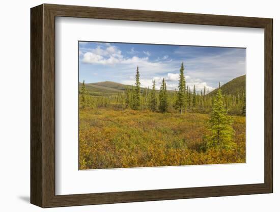 USA, Alaska, Steese Highway. Subalpine tundra landscape.-Jaynes Gallery-Framed Photographic Print