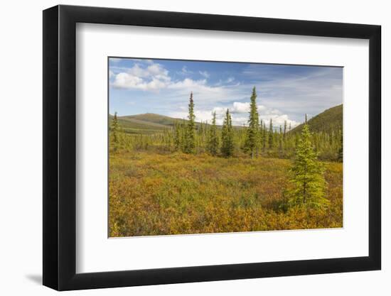USA, Alaska, Steese Highway. Subalpine tundra landscape.-Jaynes Gallery-Framed Photographic Print
