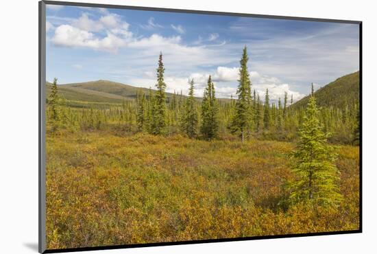 USA, Alaska, Steese Highway. Subalpine tundra landscape.-Jaynes Gallery-Mounted Photographic Print