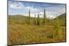 USA, Alaska, Steese Highway. Subalpine tundra landscape.-Jaynes Gallery-Mounted Photographic Print