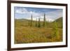 USA, Alaska, Steese Highway. Subalpine tundra landscape.-Jaynes Gallery-Framed Premium Photographic Print
