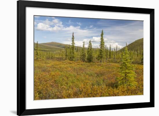 USA, Alaska, Steese Highway. Subalpine tundra landscape.-Jaynes Gallery-Framed Premium Photographic Print