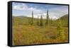 USA, Alaska, Steese Highway. Subalpine tundra landscape.-Jaynes Gallery-Framed Stretched Canvas