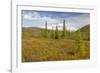 USA, Alaska, Steese Highway. Subalpine tundra landscape.-Jaynes Gallery-Framed Photographic Print