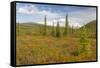 USA, Alaska, Steese Highway. Subalpine tundra landscape.-Jaynes Gallery-Framed Stretched Canvas