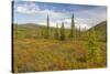 USA, Alaska, Steese Highway. Subalpine tundra landscape.-Jaynes Gallery-Stretched Canvas