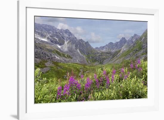 USA, Alaska, Talkeetna Mountains. Mountain landscape with fireweed flowers.-Jaynes Gallery-Framed Premium Photographic Print