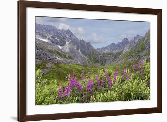 USA, Alaska, Talkeetna Mountains. Mountain landscape with fireweed flowers.-Jaynes Gallery-Framed Premium Photographic Print