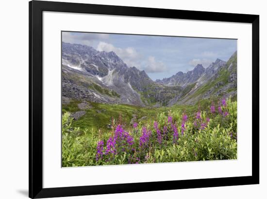 USA, Alaska, Talkeetna Mountains. Mountain landscape with fireweed flowers.-Jaynes Gallery-Framed Premium Photographic Print