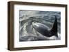 USA, Alaska, Tenakee Springs. Orca whale diving on ocean surface.-Don Paulson-Framed Photographic Print