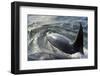 USA, Alaska, Tenakee Springs. Orca whale diving on ocean surface.-Don Paulson-Framed Photographic Print