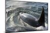 USA, Alaska, Tenakee Springs. Orca whale diving on ocean surface.-Don Paulson-Mounted Photographic Print