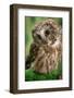 Usa, Alaska. Tiny saw-whet owl is a permanent resident of a rehab facility-Betty Sederquist-Framed Photographic Print