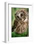 Usa, Alaska. Tiny saw-whet owl is a permanent resident of a rehab facility-Betty Sederquist-Framed Photographic Print