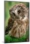 Usa, Alaska. Tiny saw-whet owl is a permanent resident of a rehab facility-Betty Sederquist-Mounted Photographic Print