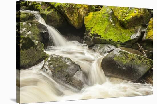 USA, Alaska, Tongass National Forest. Anan Creek scenic.-Jaynes Gallery-Stretched Canvas